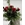6 ROSAS SANT JORDI - Imagen 1