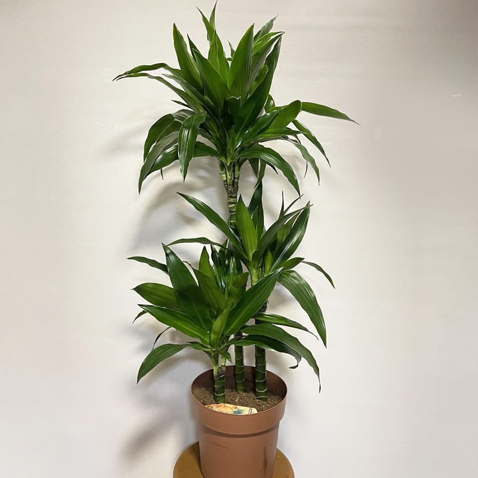 Plantas para el día de la madre en Santiago