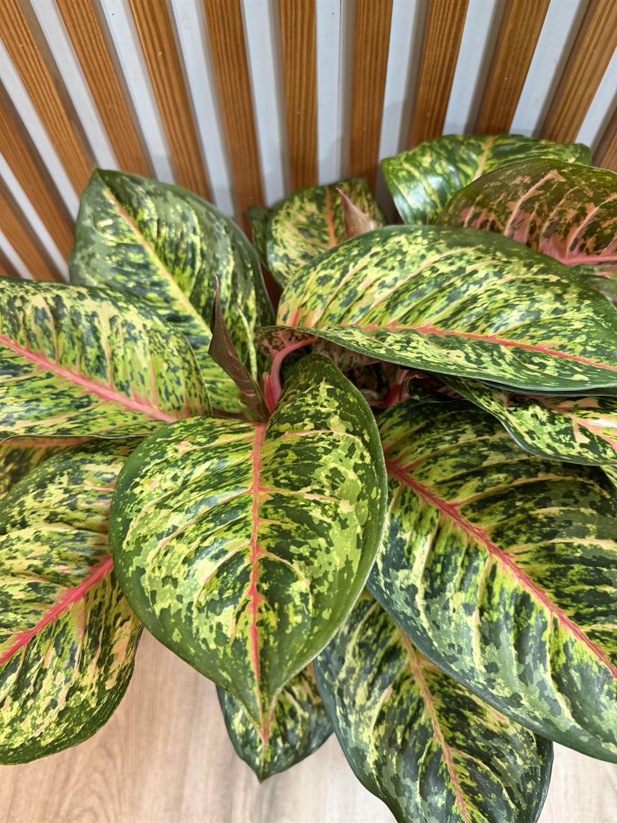 AGLOENENMA SIN CUBREMACETAS - Imagen 1