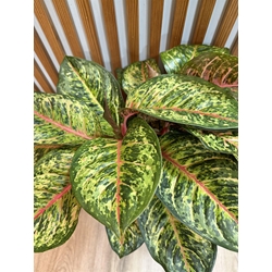 AGLOENENMA SIN CUBREMACETAS - Imagen 1