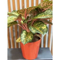 AGLOENENMA SIN CUBREMACETAS - Imagen 2