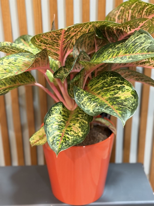 AGLOENENMA SIN CUBREMACETAS - Imagen 2