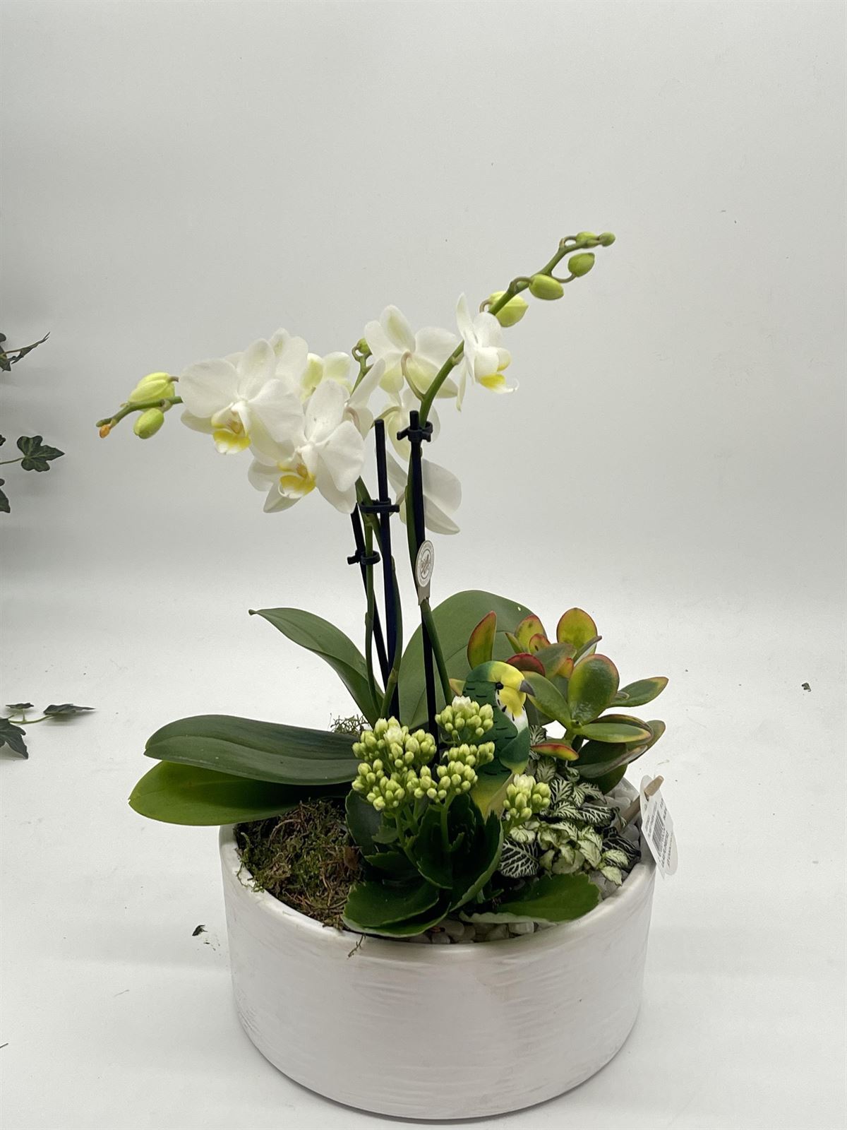 Arreglo de plantas con orquidea - Imagen 1