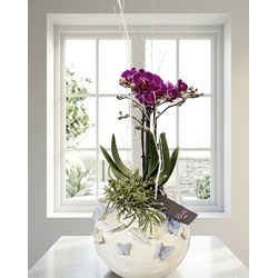 ARREGLO PHALAENOPSIS - Imagen 1