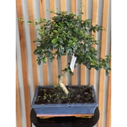 BONSAI CARMONA - Imagen 1