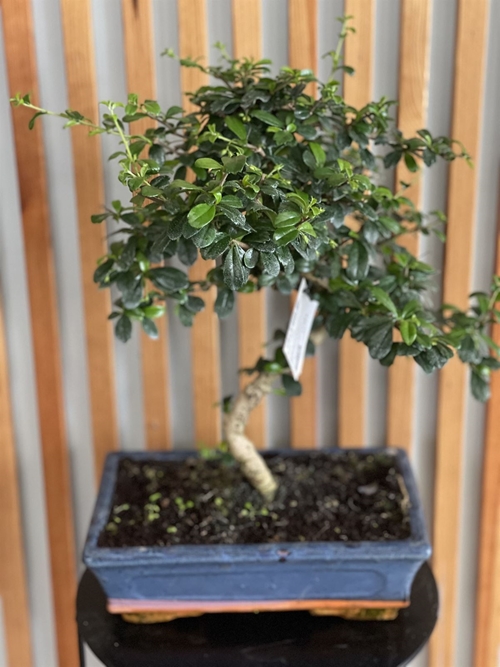 BONSAI CARMONA - Imagen 1