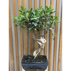 BONSAI FICUS 8 AÑOS - Imagen 1