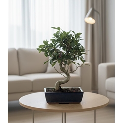 BONSAI FICUS DE 10. AÑOS - Imagen 1