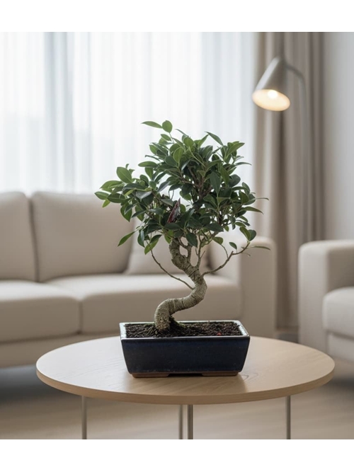 BONSAI FICUS DE 10. AÑOS - Imagen 1