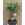 BONSAI FICUS - Imagen 1
