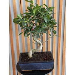 BONSAI FICUS - Imagen 1