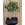 BONSAI FICUS - Imagen 1