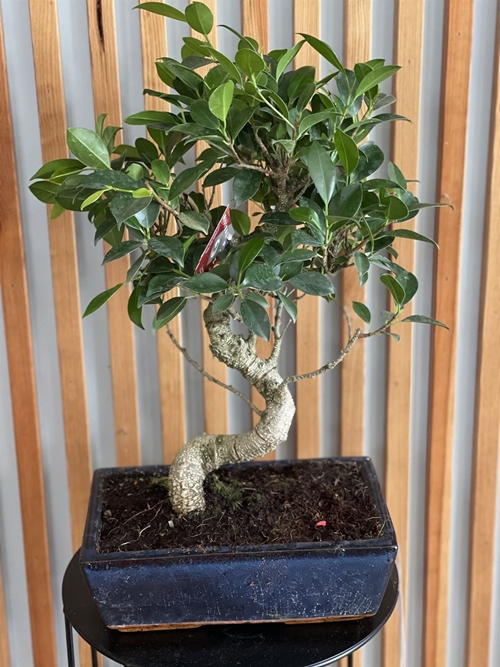 BONSAI FICUS - Imagen 1