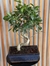 BONSAI FICUS - Imagen 1