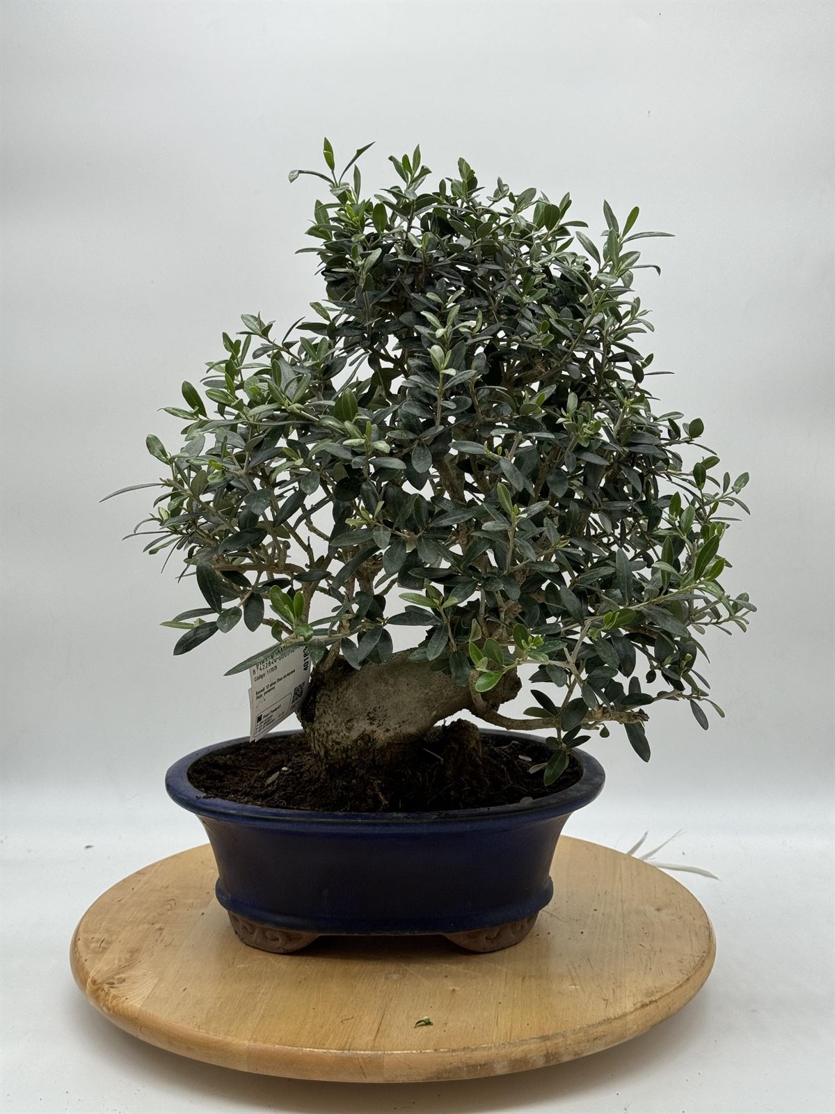 Bonsai olivo - Imagen 1