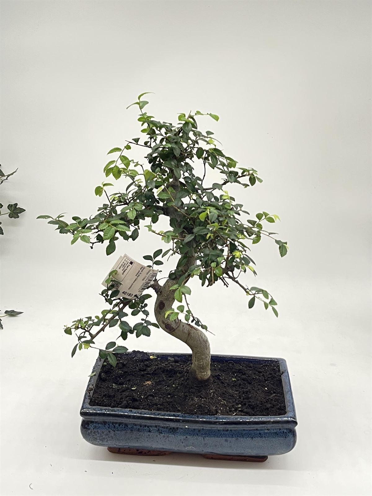 Bonsai Zelkova olmo chino - Imagen 1