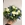 BOUQUET MUSCARIS - Imagen 1