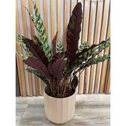 CALATHEA LANCIFOLIA - Imagen 1