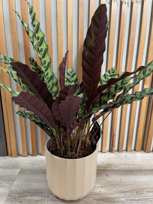CALATHEA LANCIFOLIA - Imagen 1