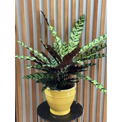 CALATHEA LANCIFOLIA - Imagen 1