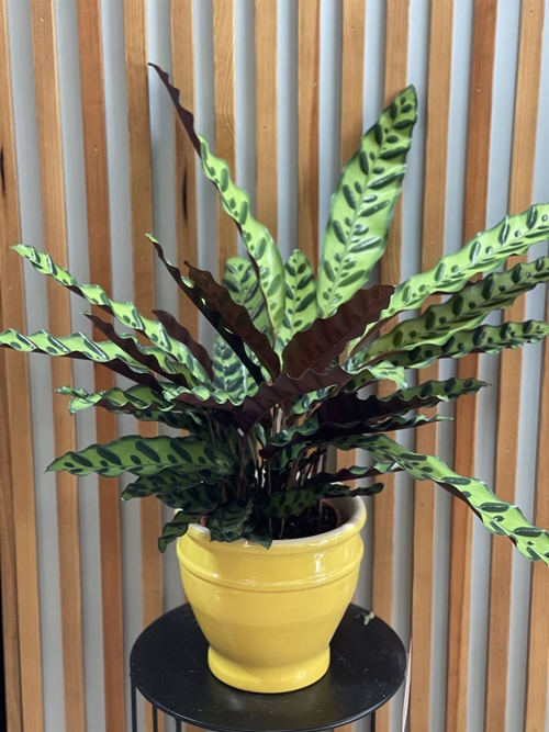 CALATHEA LANCIFOLIA - Imagen 1
