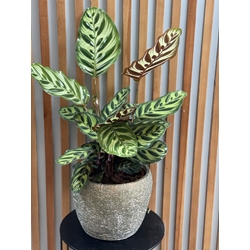 CALATHEA MACOYANA CON CUBREMACETAS - Imagen 1