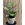 CALATHEA MACOYANA CON CUBREMACETAS - Imagen 1