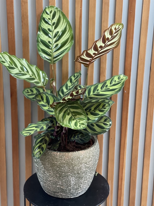 CALATHEA MACOYANA CON CUBREMACETAS - Imagen 1