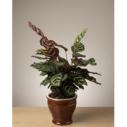 CALATHEA MACOYANA - Imagen 1