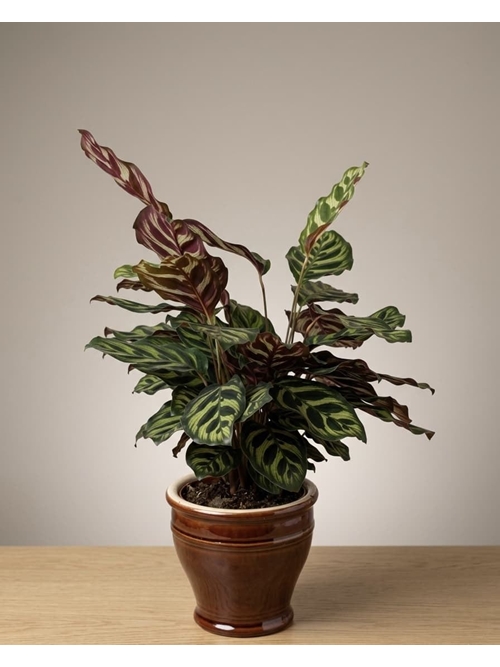 CALATHEA MACOYANA - Imagen 1