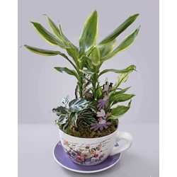 CENTRO DE PLANTAS - Imagen 1