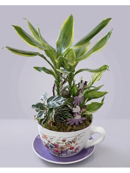 CENTRO DE PLANTAS - Imagen 1