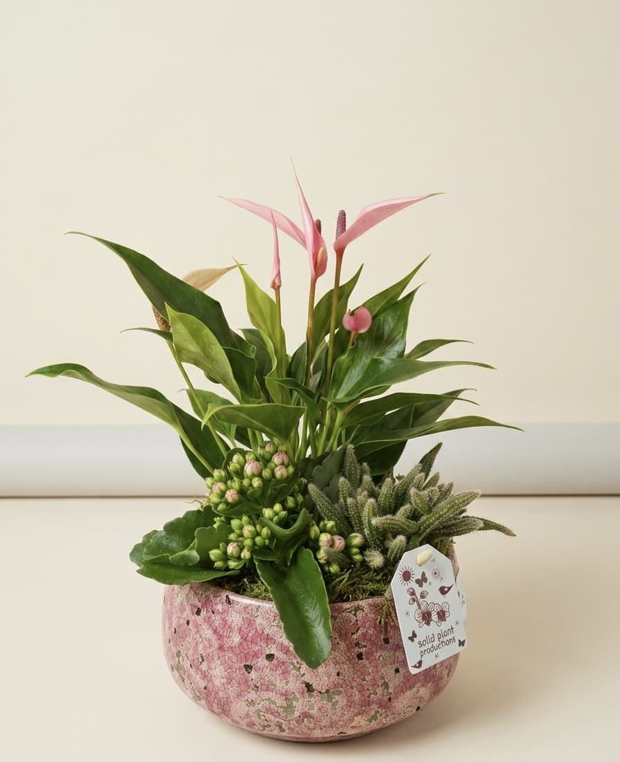 CENTRO DE PLANTAS - Imagen 1