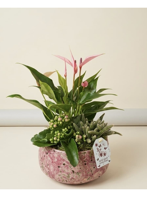 CENTRO DE PLANTAS - Imagen 1