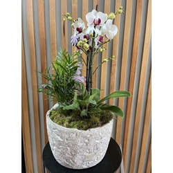 CENTRO OLIVIA - Imagen 1