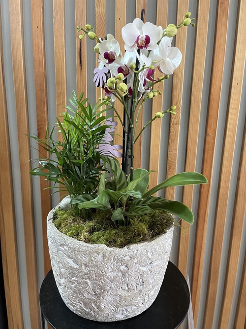 CENTRO OLIVIA - Imagen 1