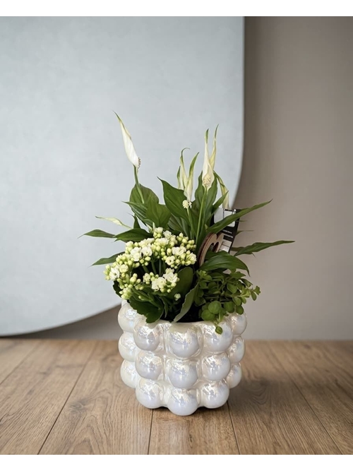 CENTRO PLANTAS - Imagen 1