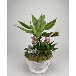 CENTRO PLANTAS - Imagen 1