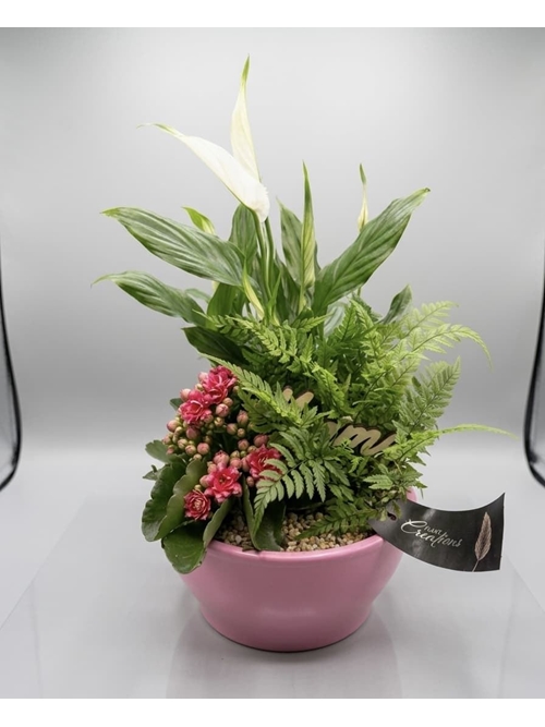 CENTRO PLANTAS - Imagen 1