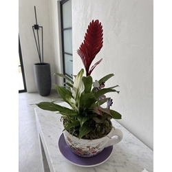 CENTRO PLANTAS - Imagen 1