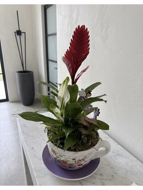 CENTRO PLANTAS - Imagen 1