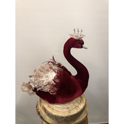 CISNE MEDIANO - Imagen 1