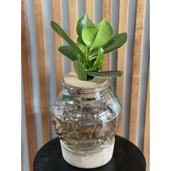 CLUSIA HIDROPONICA - Imagen 1