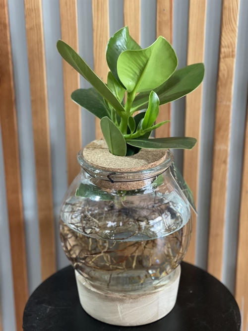 CLUSIA HIDROPONICA - Imagen 1