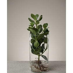 CLUSIA HIDROPONICA - Imagen 1