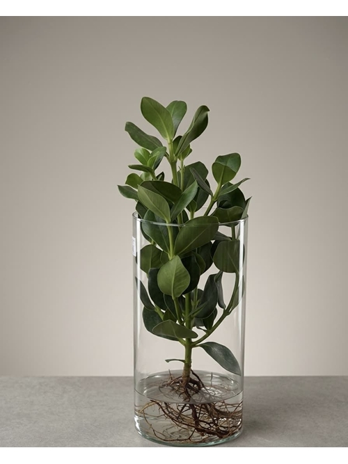 CLUSIA HIDROPONICA - Imagen 1