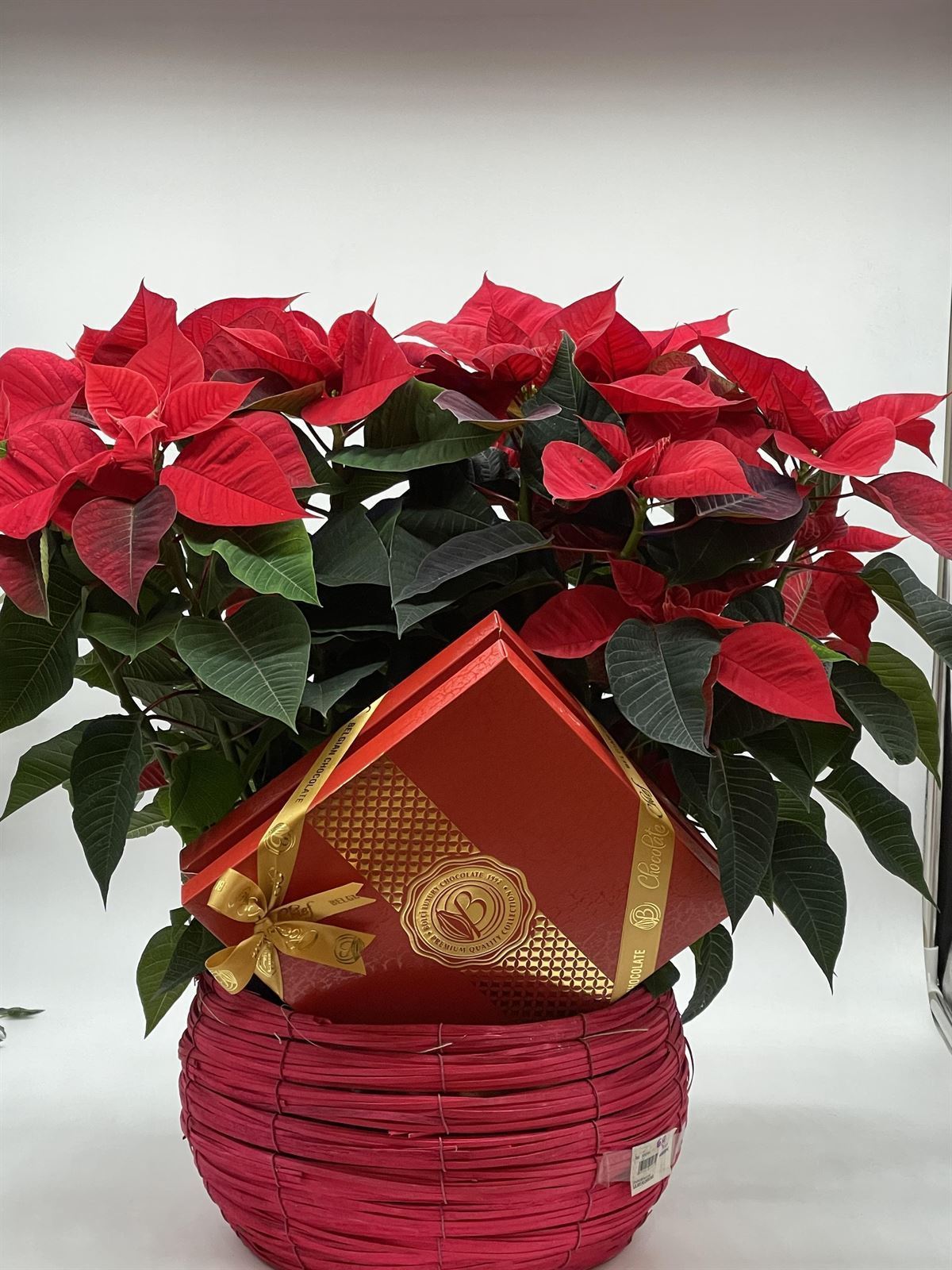 Conjunto de dos poinsettias y caja de bombones - Imagen 1