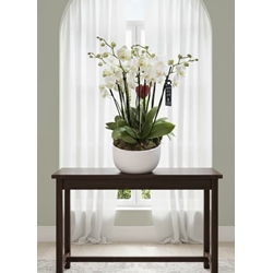 CONJUNTO DE PHALAENOPSIS - Imagen 1