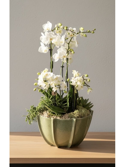 CONJUNTO DE PHALAENOPSIS - Imagen 1