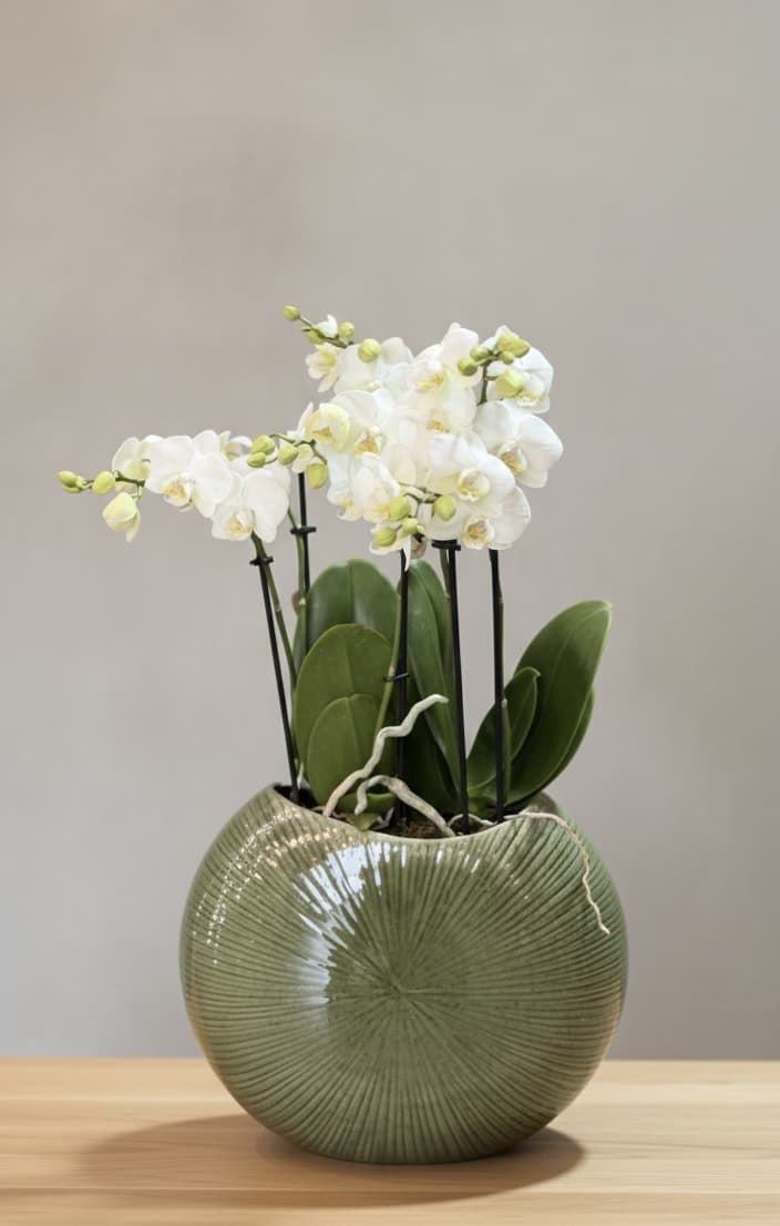 CONJUNTO DE PHALAENOPSIS - Imagen 1